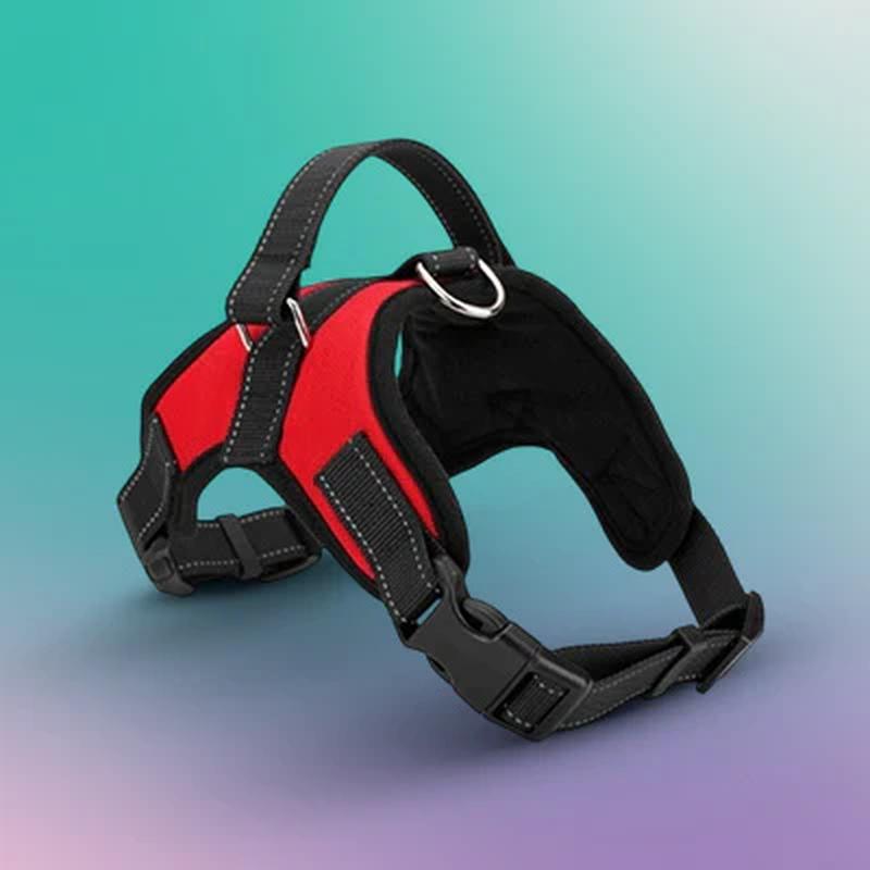 Passeio e Transporte