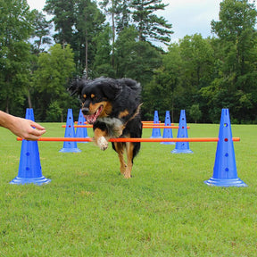 Kit Treinamento de Agilidade para Cães – Equipamento Interativo