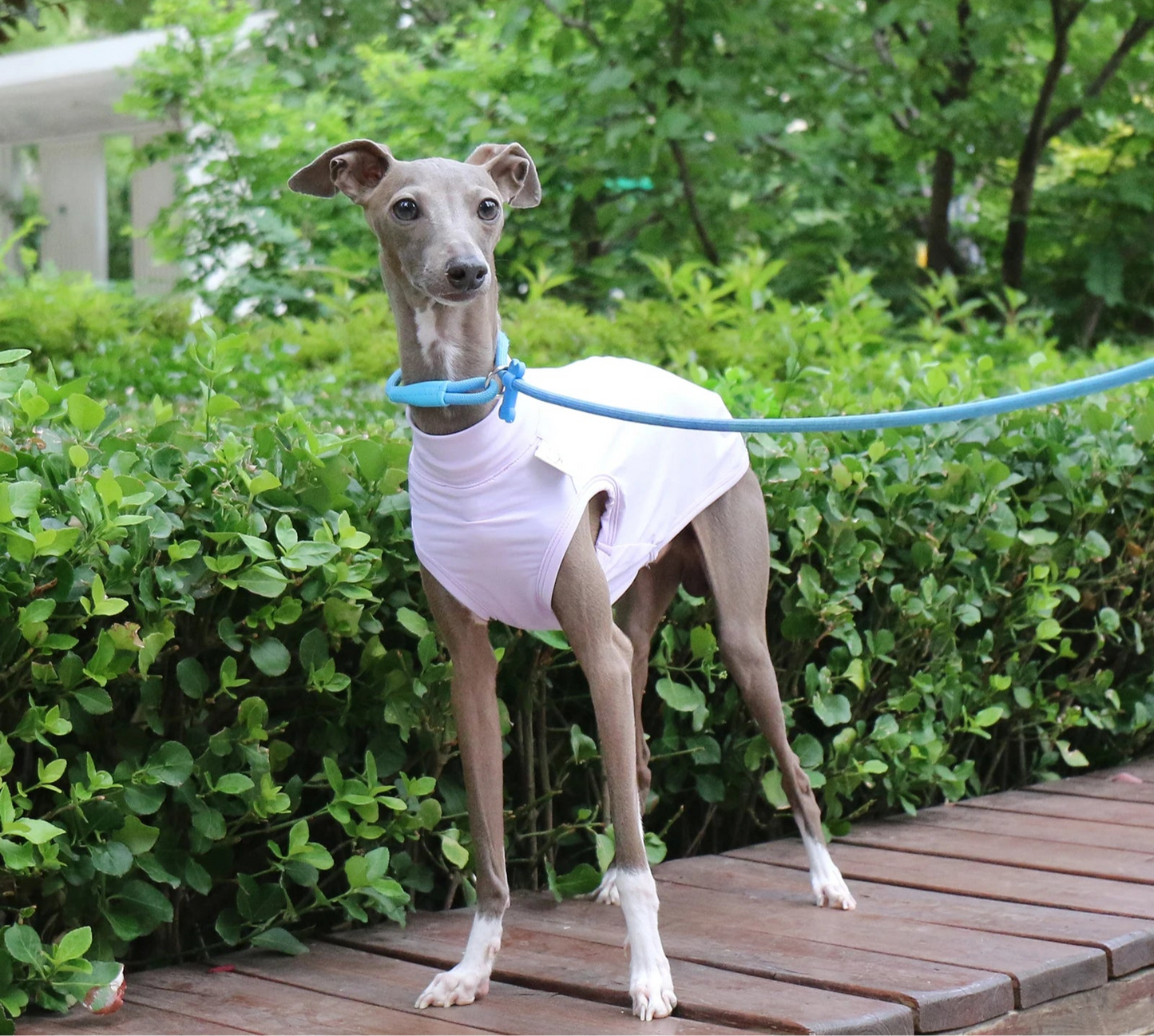 Colete Refrescante p/ Cães - Respirável, Anatômico e com proteção UV
