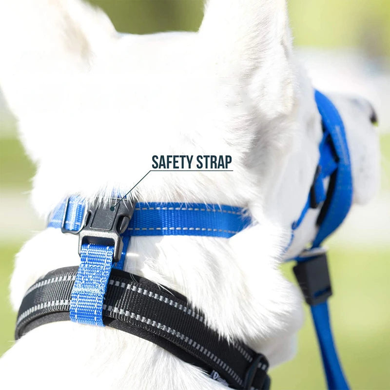 Focinheira para Cães Antipuxão – Treinamento e Segurança